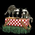 raccoons_in_picnicbas_a_mb.gif