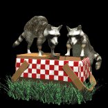 raccoons_in_picnicbas_a_lb.gif