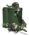 raccoons_in_garbage_mw.gif