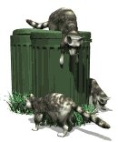 raccoons_in_garbage_lw.gif