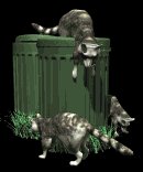 raccoons_in_garbage_lb.gif
