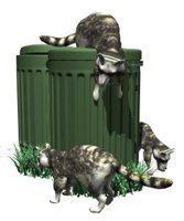 raccoons_in_garbage_hr.jpg