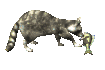 raccoon_playing_with__a_sc.gif