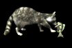 raccoon_playing_with__a_sb.gif