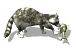 raccoon_playing_with__a_mw.gif