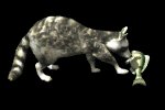 raccoon_playing_with__a_mb.gif