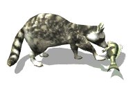 raccoon_playing_with__a_lw.gif