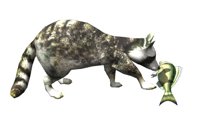 raccoon_playing_with__a_hr.jpg
