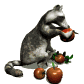 raccoon_eating_apple_sw.gif