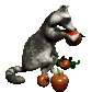 raccoon_eating_apple_sc.gif