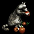 raccoon_eating_apple_mb.gif