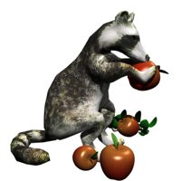 raccoon_eating_apple_hr.jpg
