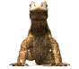 komodo_dragon_encount_a_sw.gif