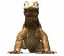 komodo_dragon_encount_a_mw.gif