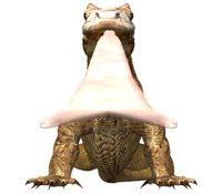 komodo_dragon_encount_a_hr.jpg