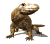 komodo_dragon_closeup_a_tw.gif