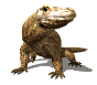 komodo_dragon_closeup_a_sw.gif
