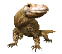 komodo_dragon_closeup_a_sc.gif