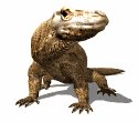 komodo_dragon_closeup_a_mw.gif