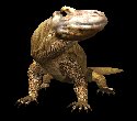 komodo_dragon_closeup_a_mc.gif