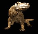 komodo_dragon_closeup_a_mb.gif