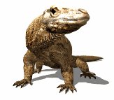 komodo_dragon_closeup_a_lw.gif