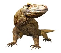komodo_dragon_closeup_a_hr.jpg