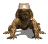 komodo_dragon_closeuc_tw.gif
