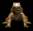 komodo_dragon_closeuc_tb.gif