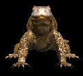komodo_dragon_closeuc_mc.gif