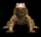 komodo_dragon_closeuc_lc.gif