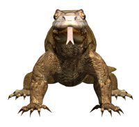 komodo_dragon_closeuc_hr.jpg