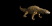 komodo_dragon_closeub_tb.gif