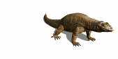komodo_dragon_closeub_lw.gif