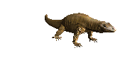 komodo_dragon_closeub_lc.gif