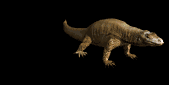 komodo_dragon_closeub_lb.gif
