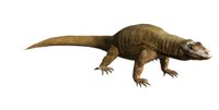 komodo_dragon_closeub_hr.jpg