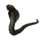 king_cobra_flick_tounge_sc.gif