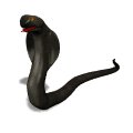 king_cobra_flick_tounge_mw.gif