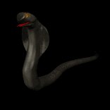 king_cobra_flick_tounge_lb.gif
