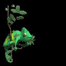 flycatch_lc.gif
