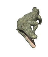 crocodile_wiggle_tail_hr.jpg
