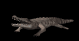 crocodile_bite_sb.gif