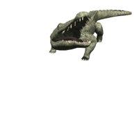 crocodile_big_bite_hr.jpg