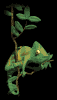 colorchange_sb.gif