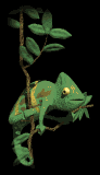 colorchange_lb.gif