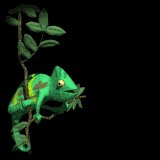 chameleon_lb.gif