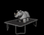 rhino_jumping_on_tram_a_tb.gif