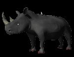 rhino_birdy_lc.gif