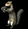 squirrel_eating_mb.gif